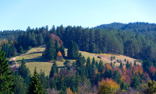 Scenic view of forest against sky during autumn