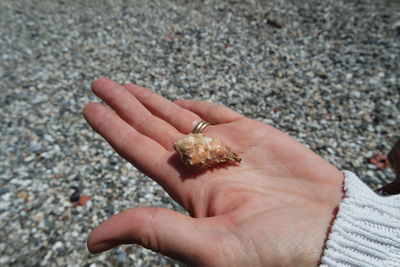 Close-up of hand holding seashell on sand