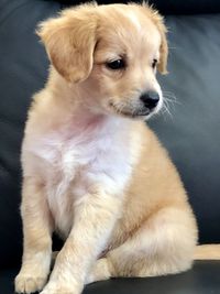 Close-up of puppy sitting at home