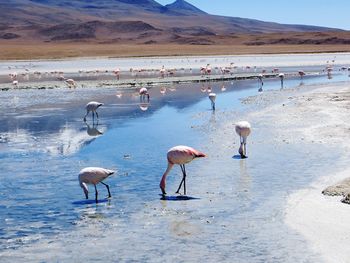 Birds in lake against sky