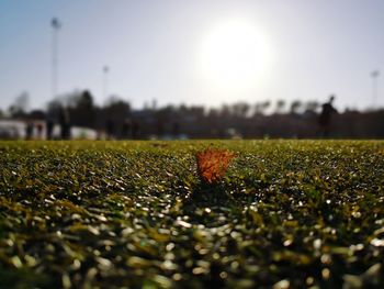 Close-up of leaves on field against sky