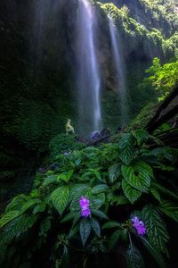 Scenic view of waterfall in forest