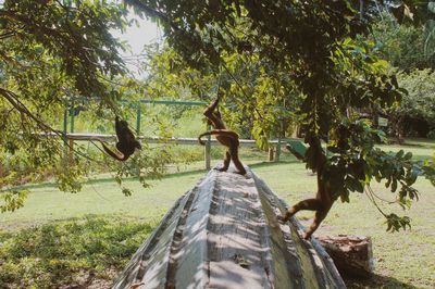 Rear view of person on tree by plants