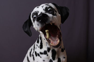 Close up of a dalmatian