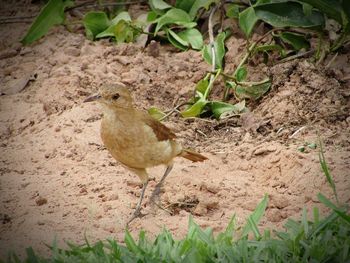 Bird perching on ground