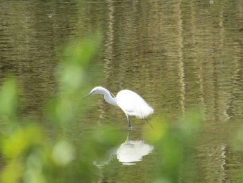 White heron in lake
