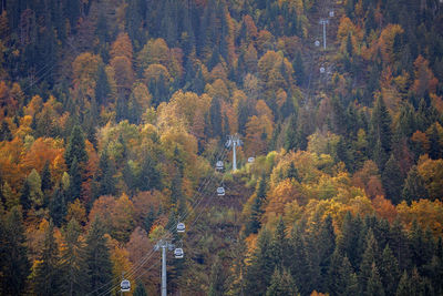 Autumn palette in silent forest in french alps, cable cars suspended idly, off-season stillness