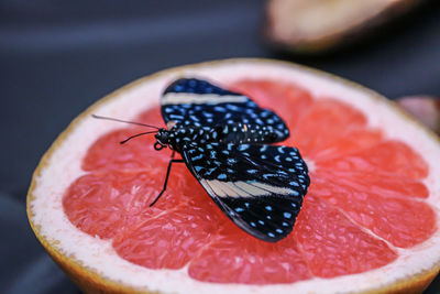 Close-up of butterfly on fruit 
