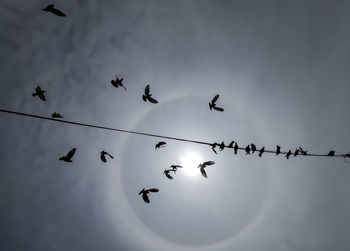 Low angle view of birds flying in sky