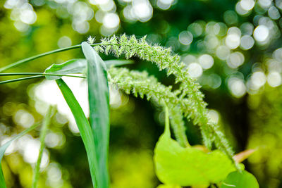 Close-up of fresh green plant