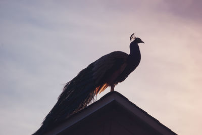 Low angle view of peacock perching against sky