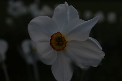 Close-up of flower against blurred background