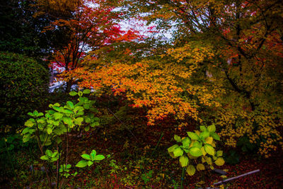 Autumn leaves on a tree