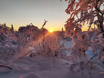 Snow covered plants against sky during sunset