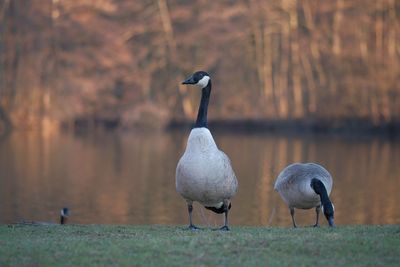 Birds perching on a lake