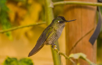 Close-up of bird perching on plant