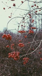 Close-up of red berries on tree