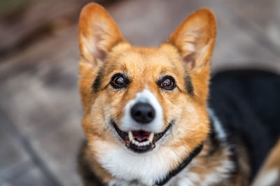Close-up portrait of dog sticking out tongue outdoors. corgi