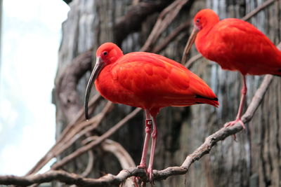 Close-up of a bird perching on branch