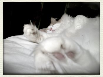 Cat lying on white wall