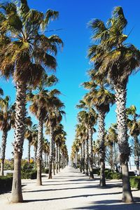 View of palm trees against clear blue sky