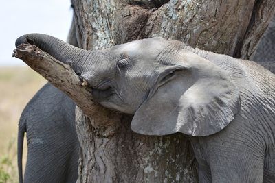 Close-up of elephant