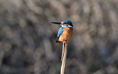 Close-up of bird perching on branch