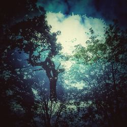 Low angle view of trees against sky