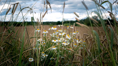 Close-up of flowering plants on field against sky