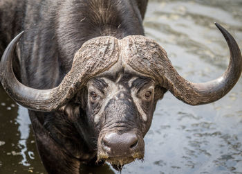 Close-up portrait of buffalo in water