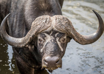 Close-up portrait of elephant in water