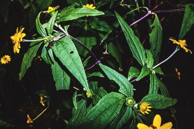 Close-up of wet plant
