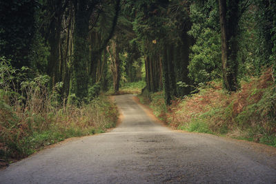 Road amidst trees in forest