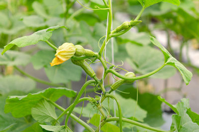 Close-up of yellow flowering plant
