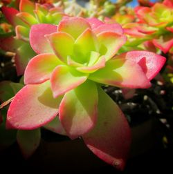 Close-up of pink flowers