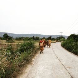 View of horse cart on road against clear sky