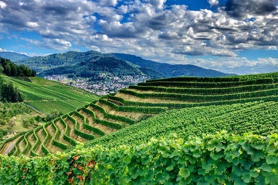 Scenic view of agricultural field against sky