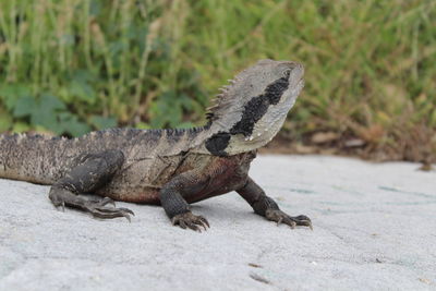 Close-up of lizard on rock