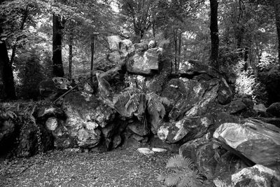 Trees in forest