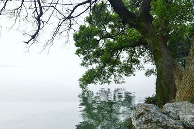 Close-up of tree by lake against sky