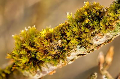 Close-up of moss growing on branch