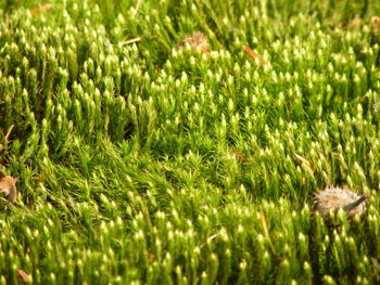 Full frame shot of fresh green field