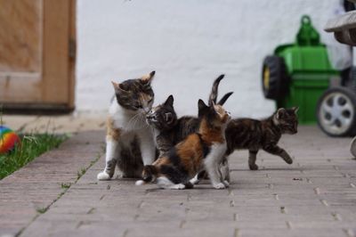 Cats on footpath