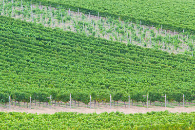 Scenic view of agricultural field