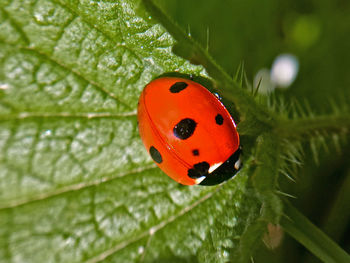 Close-up of a ladybug on leaf