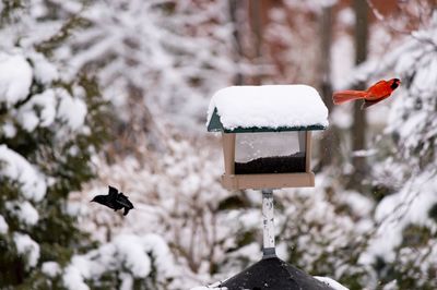 Birds flying over birdhouse during winter