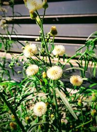 Close-up of flowers blooming outdoors