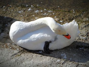 Bird on white background