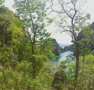 Scenic view of river amidst trees in forest against sky