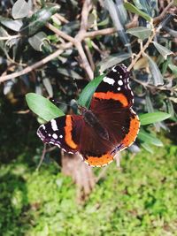 Close-up of butterfly pollinating flower